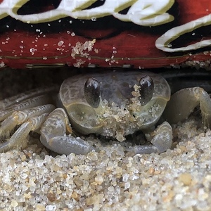 Fundraising Page: Matthew Wasikiewicz